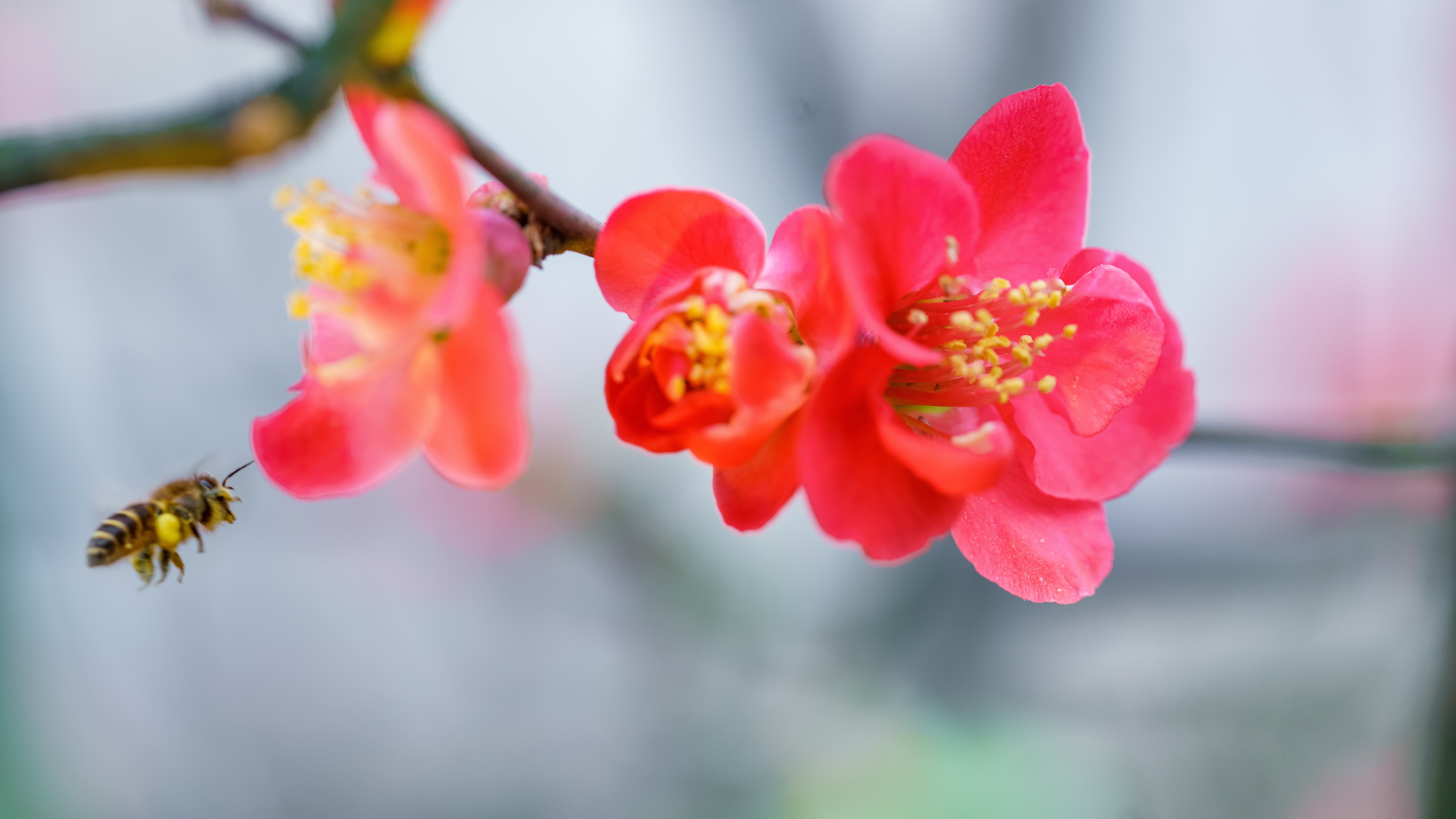 顶部通栏广告2